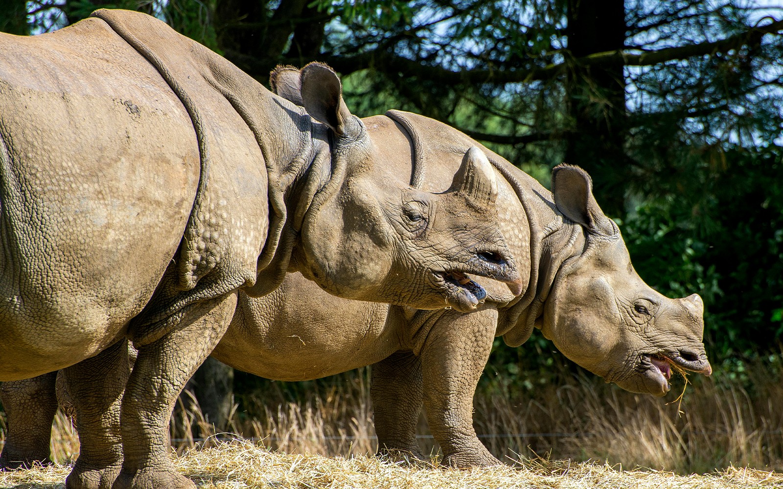 Whipsnade Zoo Entrance Tickets — gallery 4