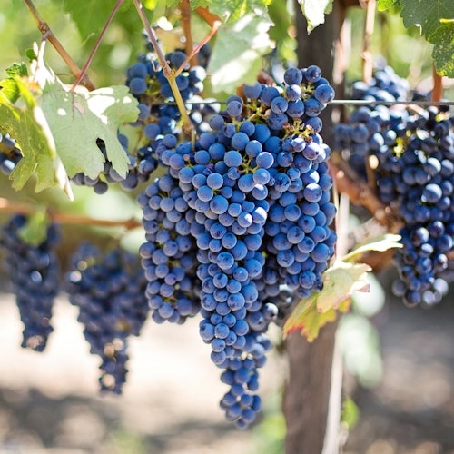 Stellenbosch & Franschhoek: Wine Tasting + Roundtrip Transfer From Cape Town