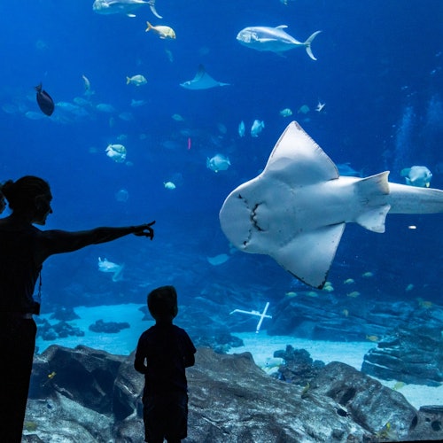 Georgia Aquarium: Fast Track Ticket — gallery 3