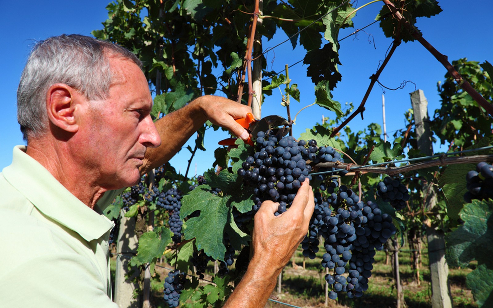 Chianti Region Guided Tour with Local Tastings and Vineyards — gallery 3