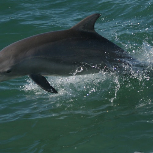 Clearwater: Guided Dolphin Exploration Cruise