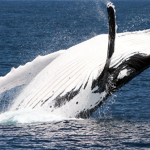 Brisbane: Whale Watching Cruise + Lunch — gallery 2