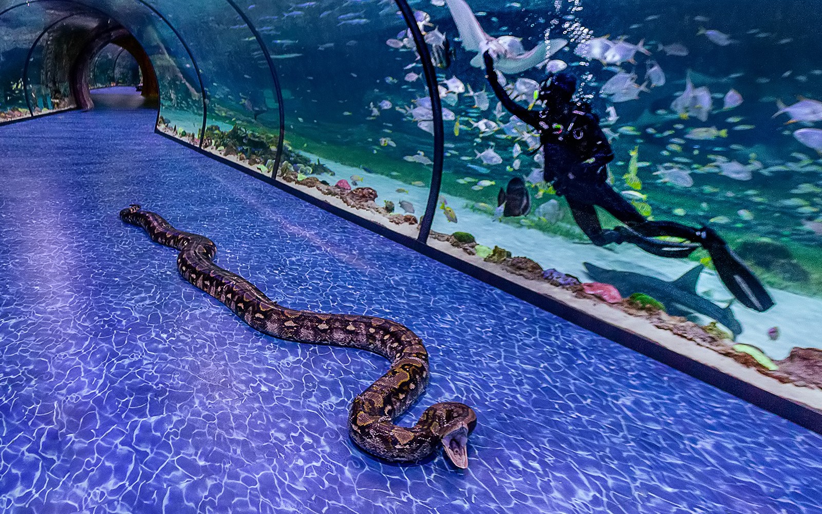 National Aquarium Abu Dhabi Entry Ticket + Beyond The Glass Experience