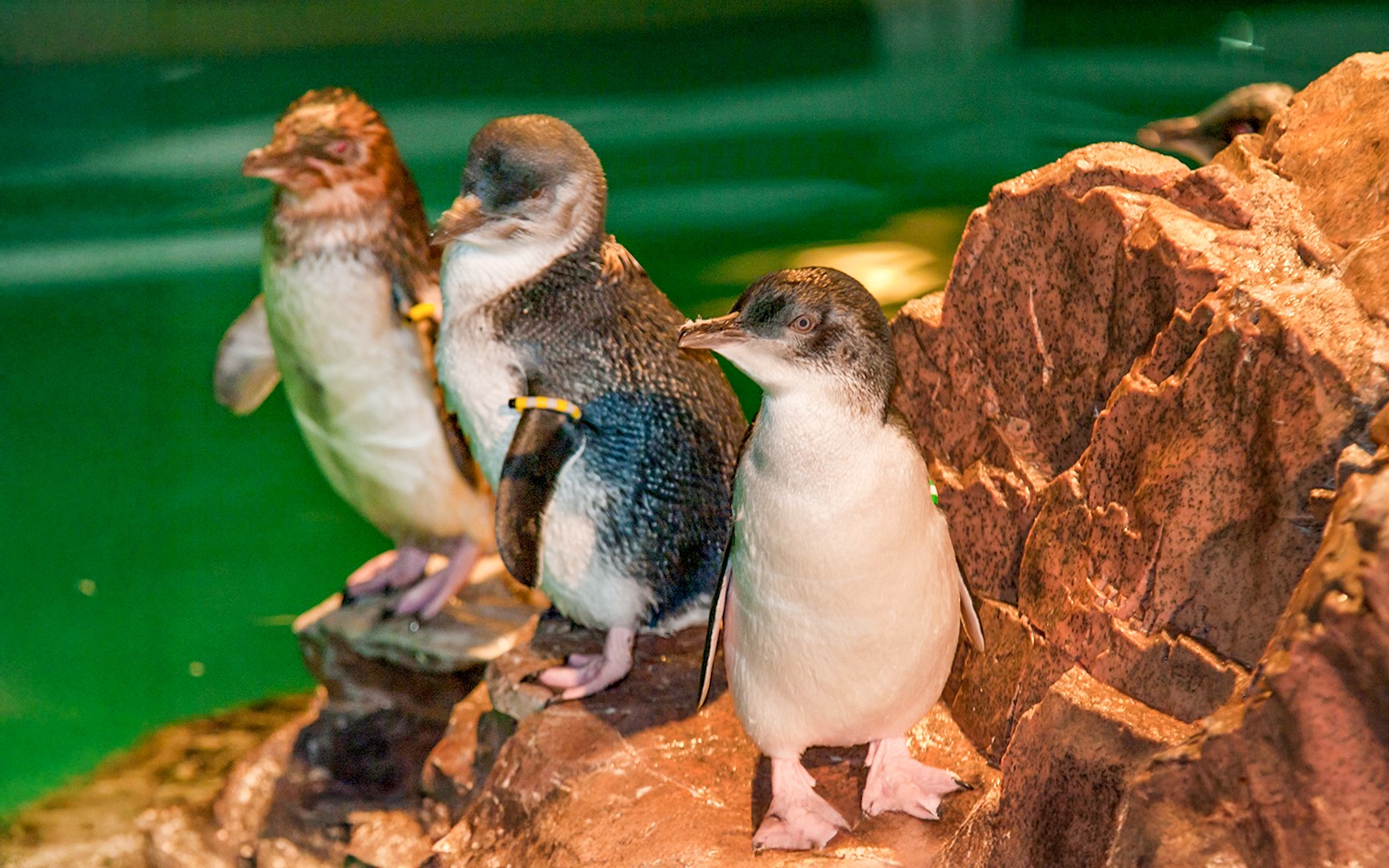 New England Aquarium Tickets — gallery 5