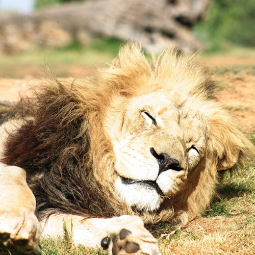 Melbourne iVenture Unlimited Pass: Access to 10+ Attractions for 2, 3 & 5 Days — gallery 3
