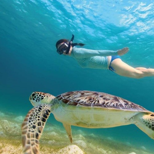 Tulum: Snorkeling With Turtles in Akumal + Transport — gallery 2