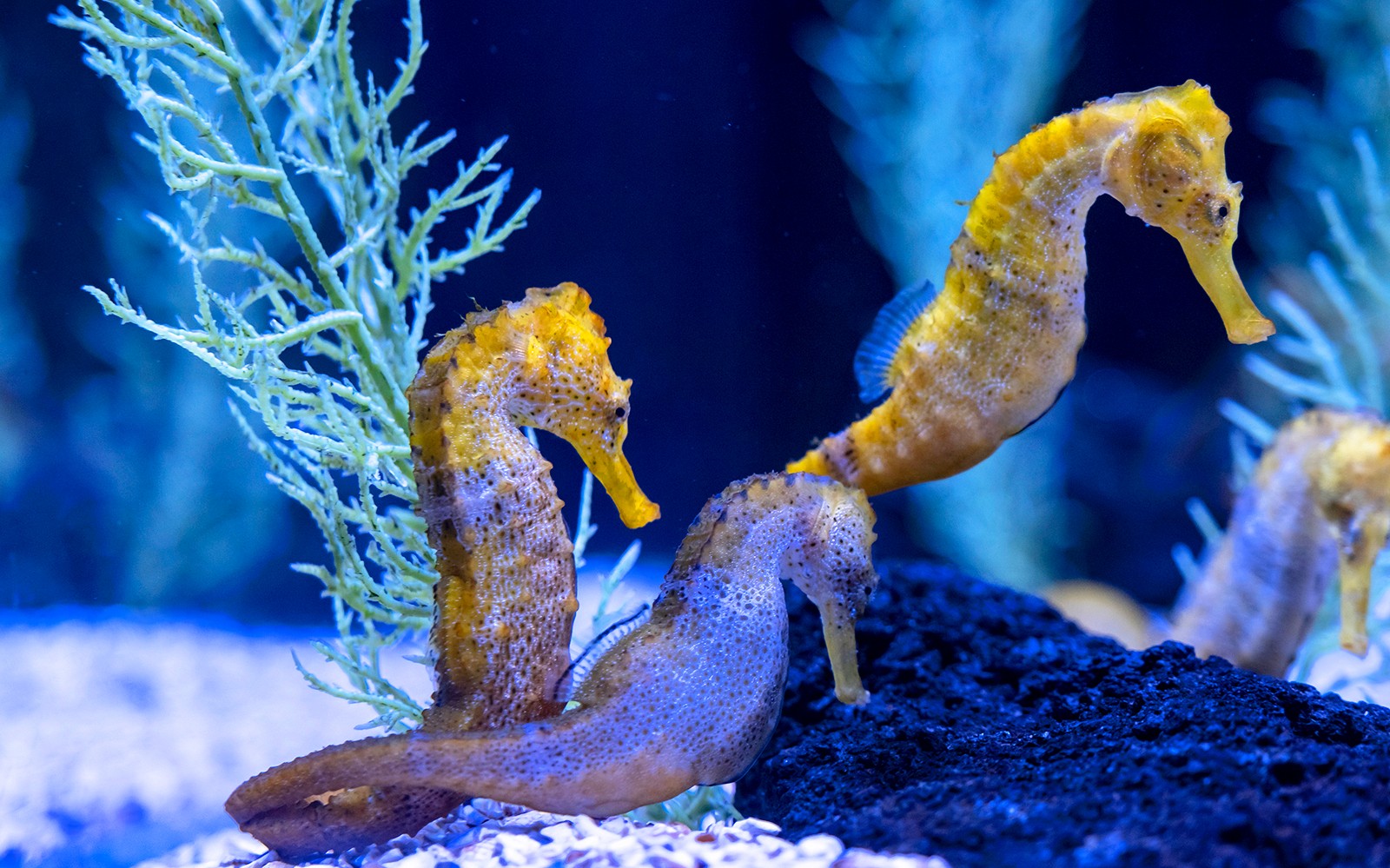 Poema del Mar Aquarium Tickets