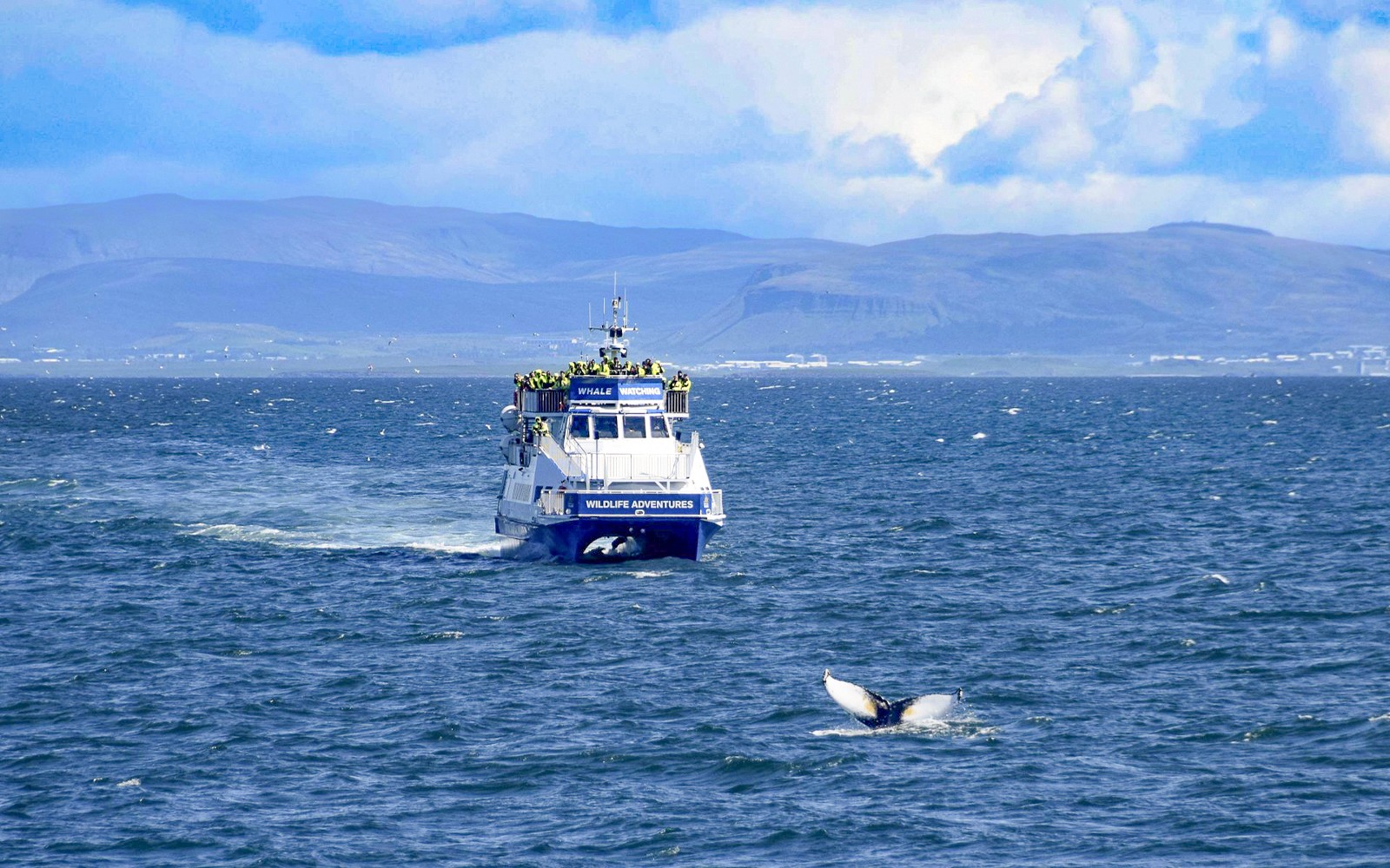 Reykjavik: Whale Watching Boat Tour — gallery 1