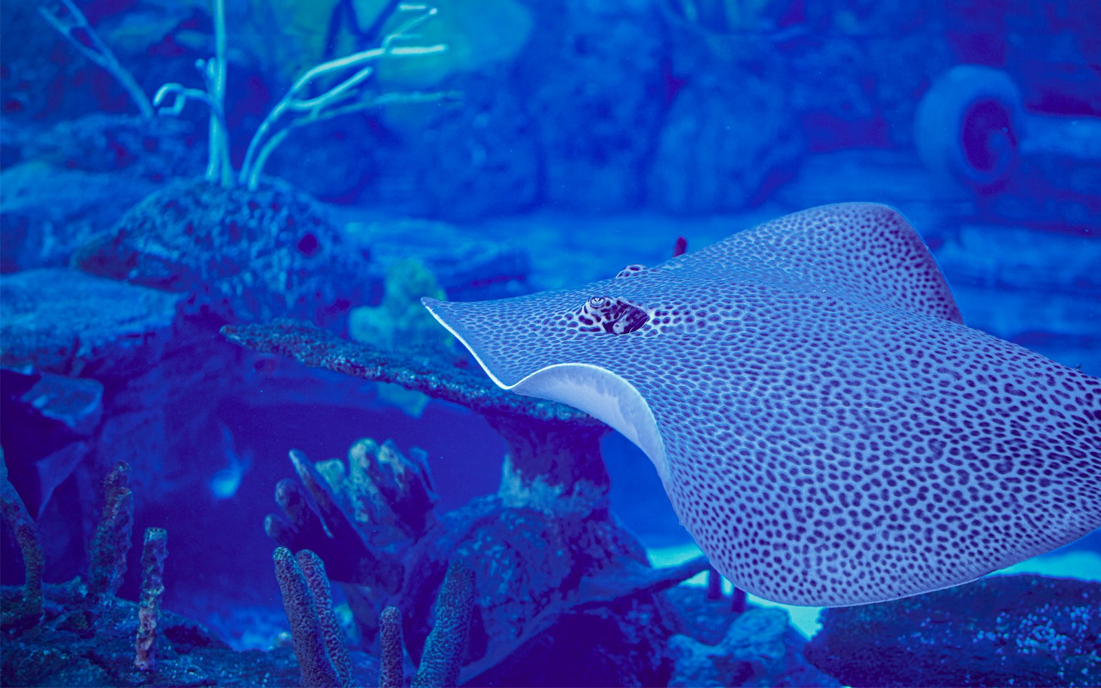 Marine Safari Bali Tickets