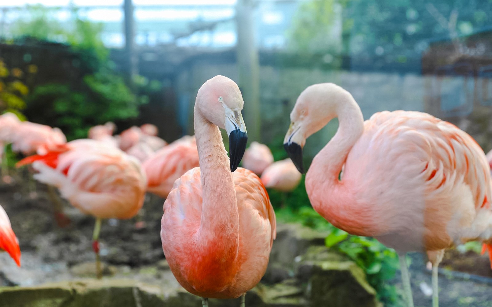 Edinburgh Zoo Entrance Tickets — portrait