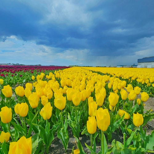 Keukenhof: Tulip Tour + Delft City Tour from Amsterdam — gallery 1