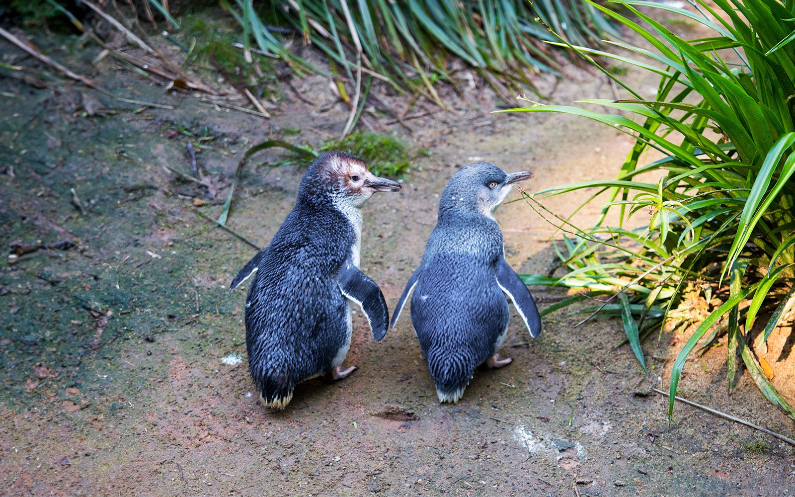 From Melbourne: Phillip Island Penguin Parade Afternoon Guided Tour