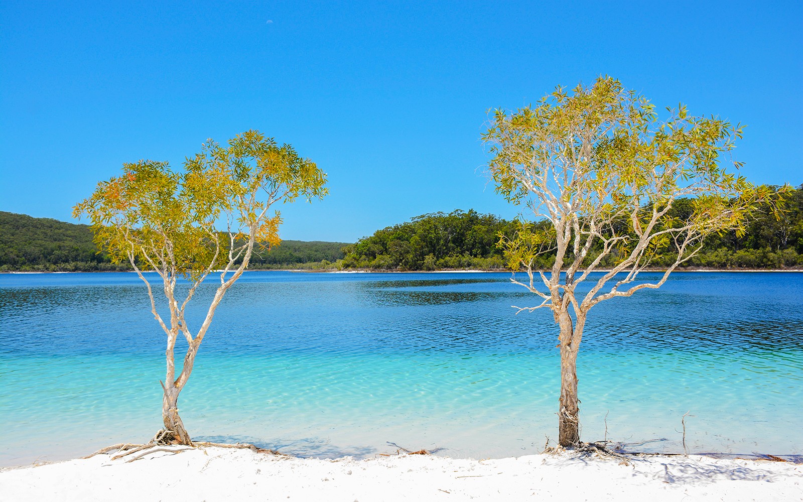 From Hervey Bay: K'gari (Fraser Island) 1-Day Classic Coach Tour with Lunch — gallery 3