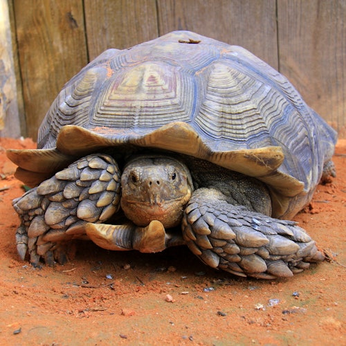 Wild Florida Gator Park Admission — gallery 2