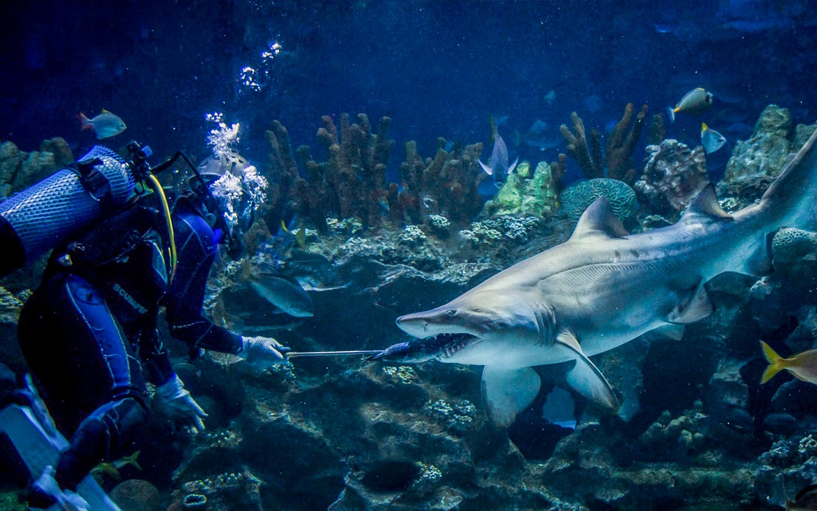 [Exclusive Promo] Aquaria KLCC Tickets — gallery 5
