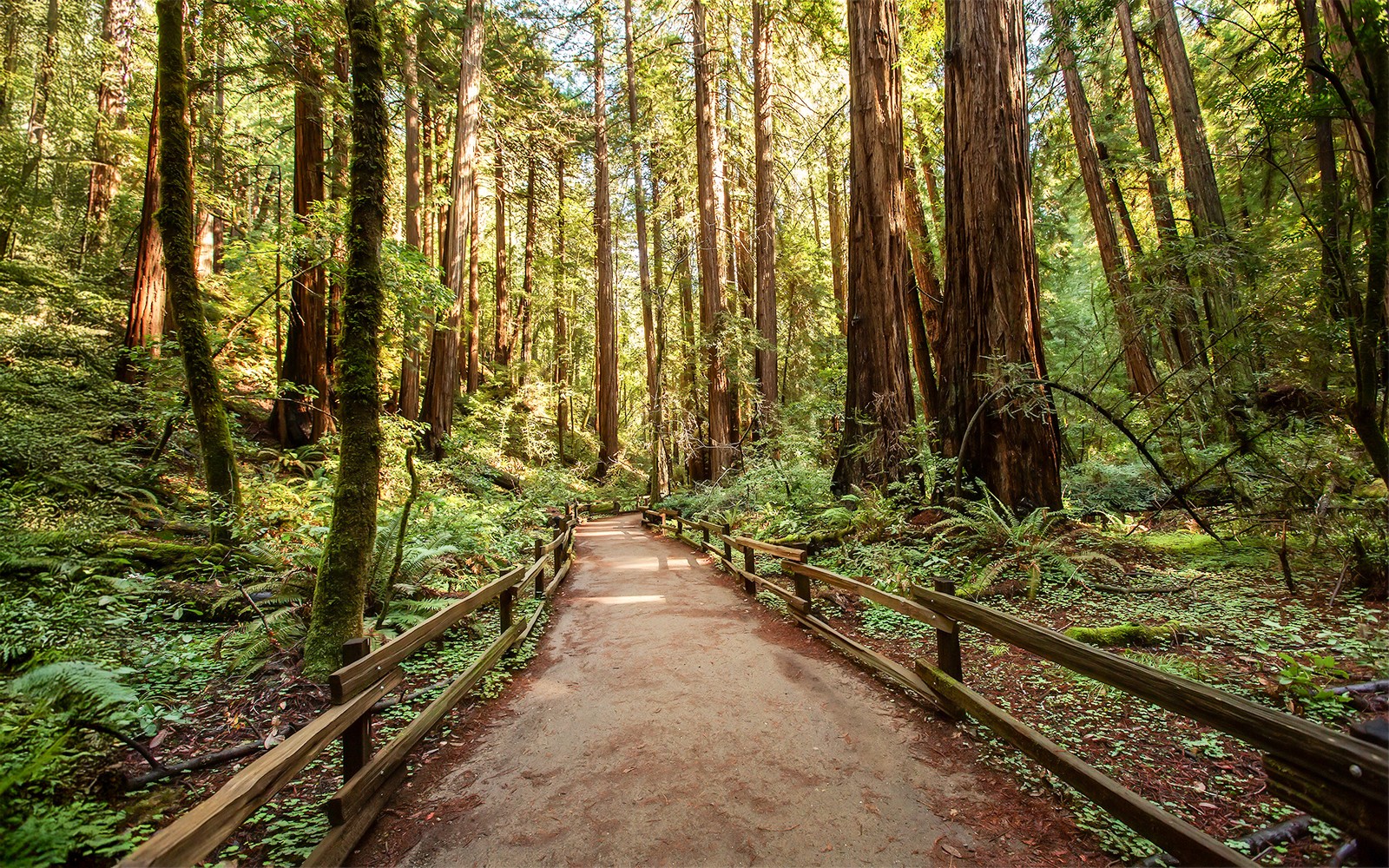 From San Francisco: Alcatraz, Muir Woods, & Sausalito Day Trip — gallery 3