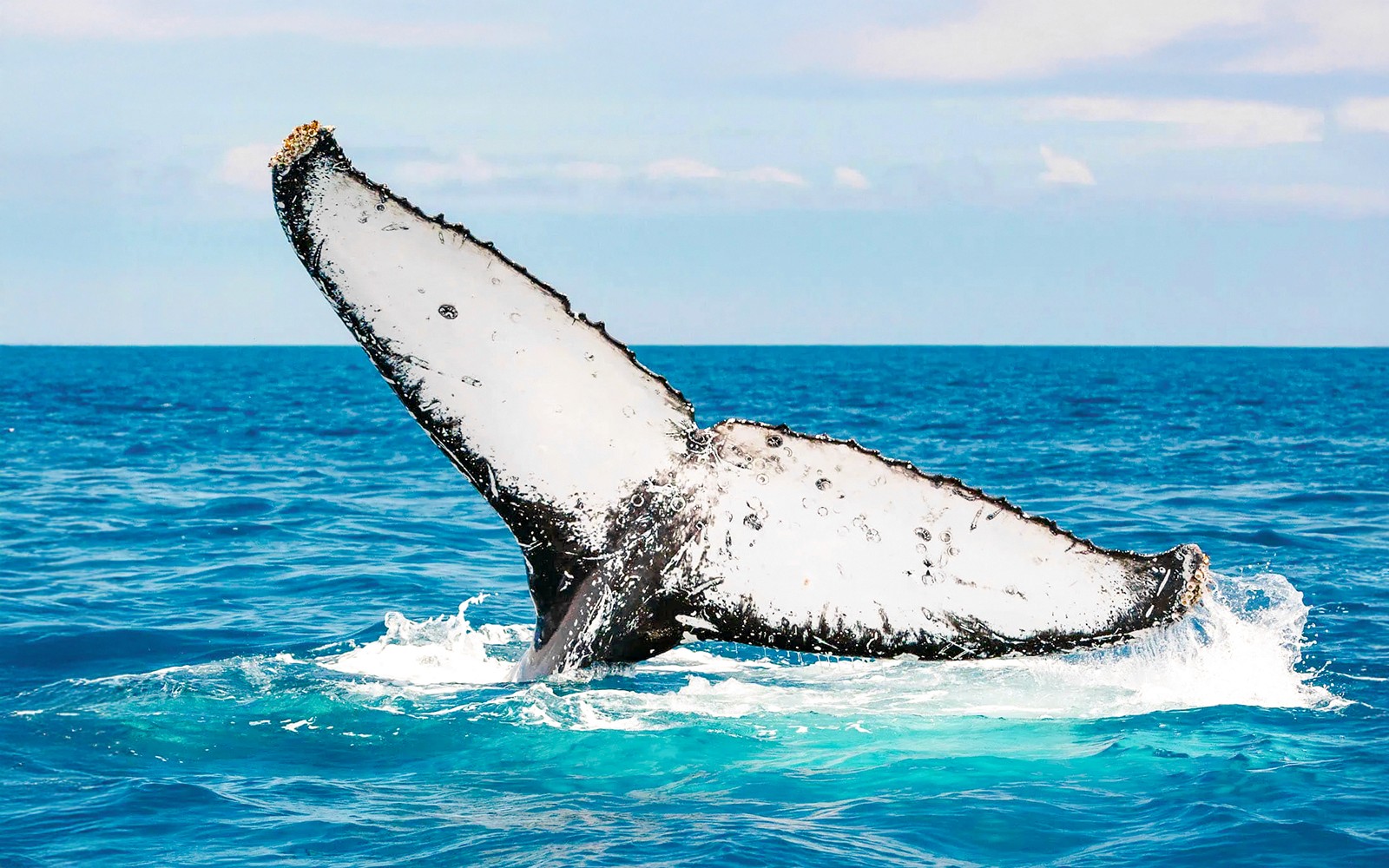 From Hervey Bay: Half-Day Whale Watching Cruise — gallery 1