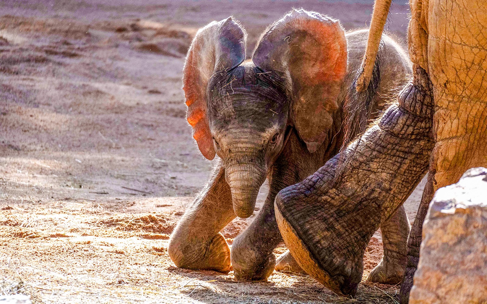 Bioparc Valencia Tickets