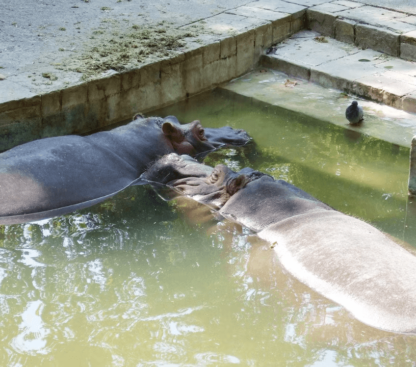 Tickets to Barcelona Zoo