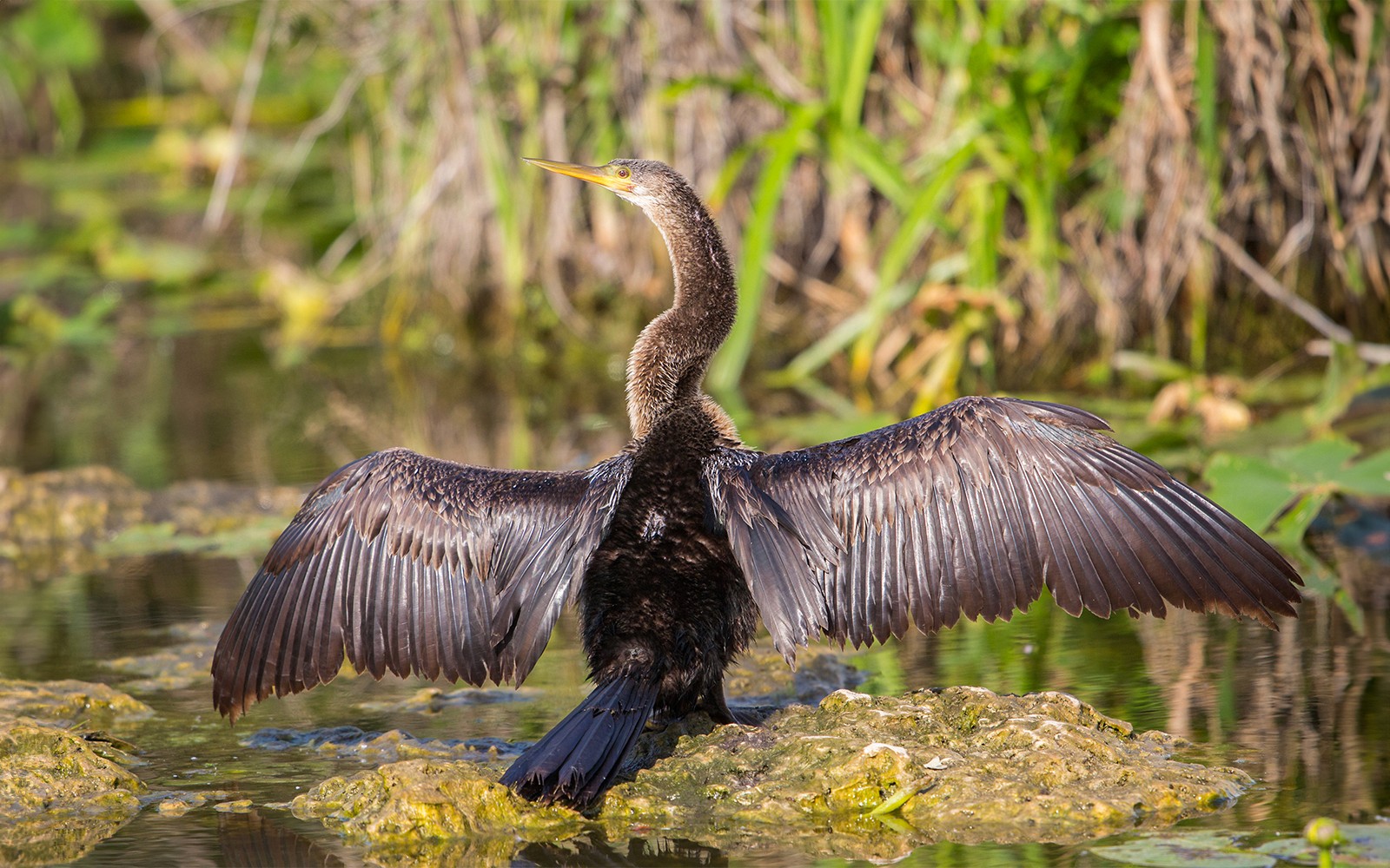 Miami: Airboat Tour with Wildlife Show & Transportation from Miami
