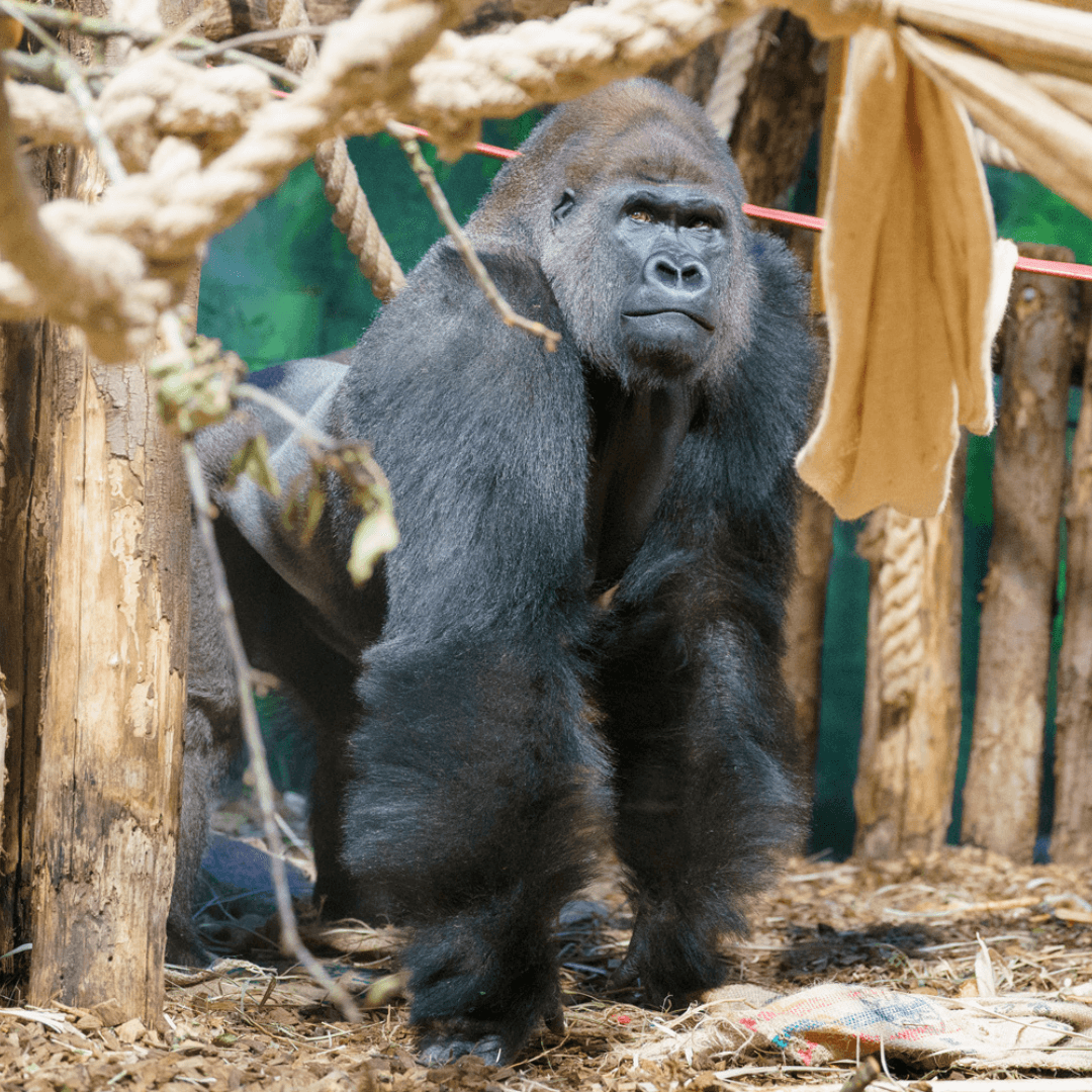 London Zoo Entrance Tickets — mobile