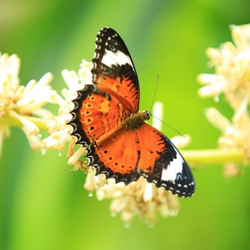 Rainforestation Nature Park & Australian Butterfly Sanctuary — gallery 2
