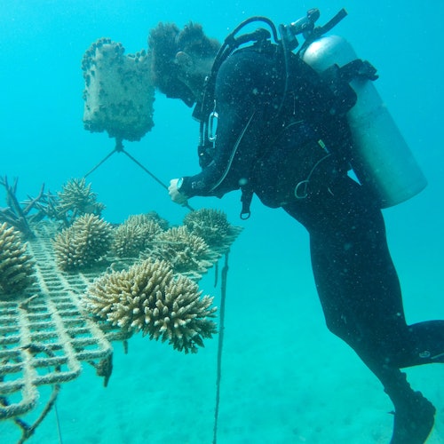 Ocean Freedom Great Barrier Reef Tour — gallery 2