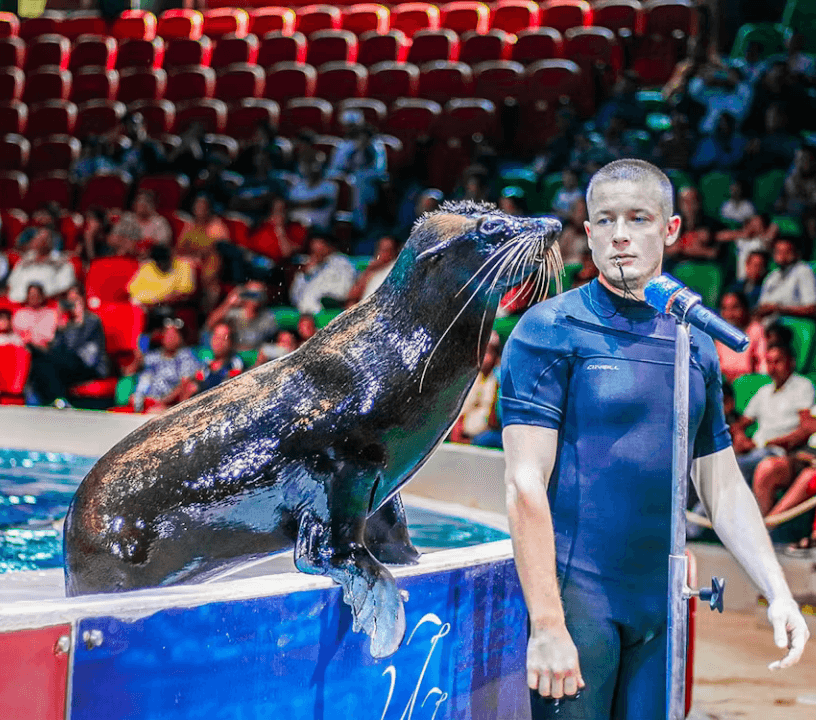 Dubai Dolphinarium: Dolphin and Seal Show