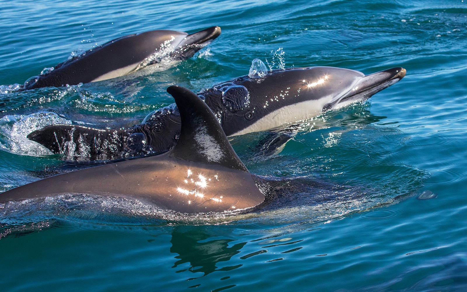 X Ride Dolphin and Caves Tour — gallery 1