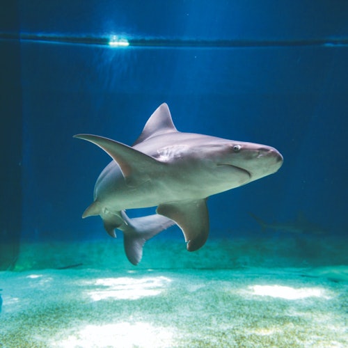 Aquarium of Genoa: Entry Ticket + Focaccia Tasting — gallery 1