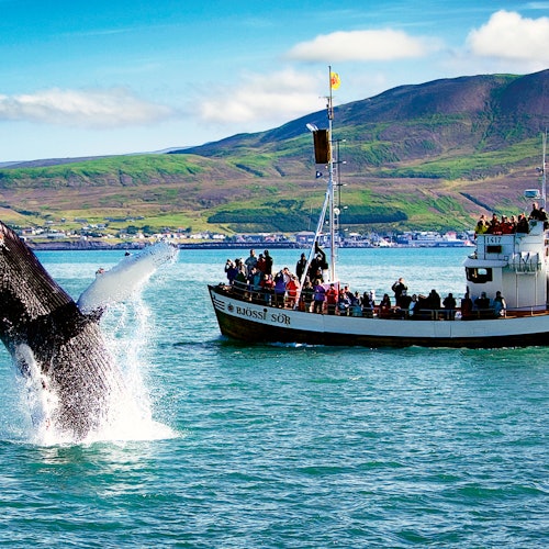 Husavik: Whale Watching Boat Tour