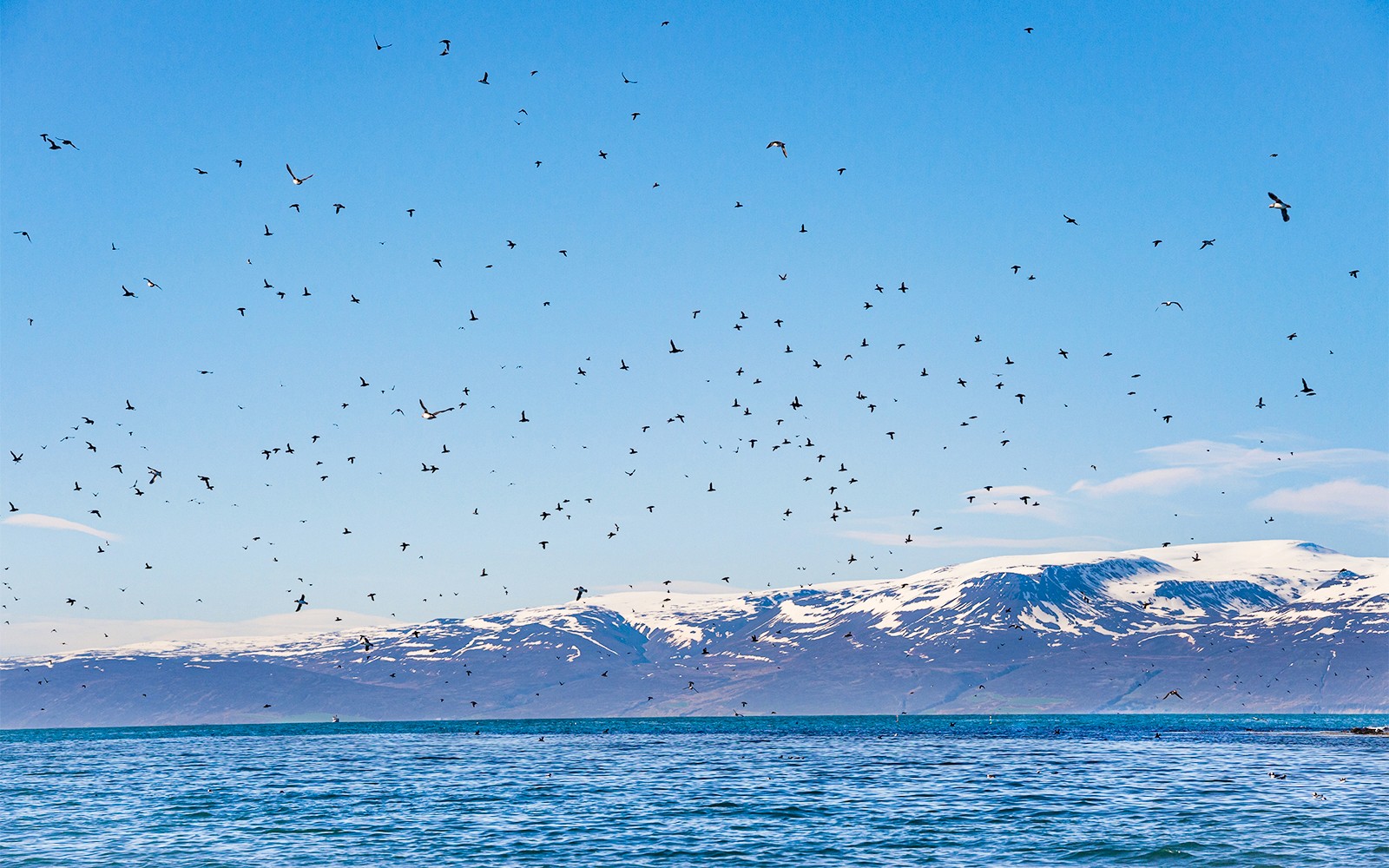 Husavik: Whale Watching and Puffin Tour on RIB speedboat — gallery 4