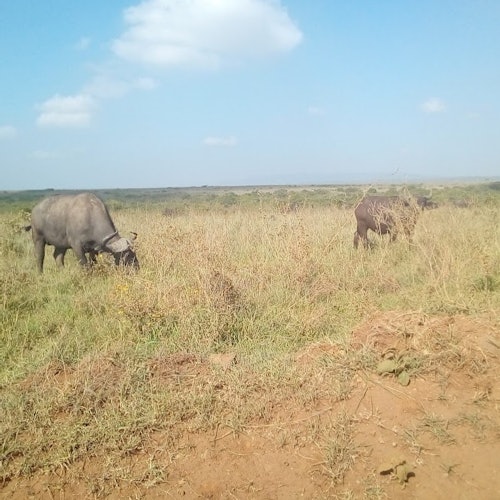 Nairobi: National Park Day Tour + Giraffe Center — gallery 1