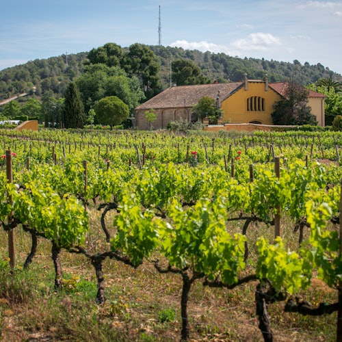 Barcelona: Guided Familia Torres Winery Tour + Tastings