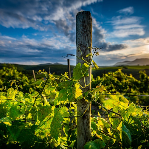 Martín Faixó | Sa Perafita: Guided Winery Tour — gallery 2