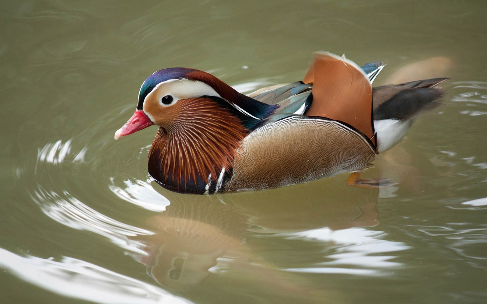Kuala Lumpur Bird Park, Butterfly Park with Orchid and Hibiscus Garden Day Tour — gallery 5