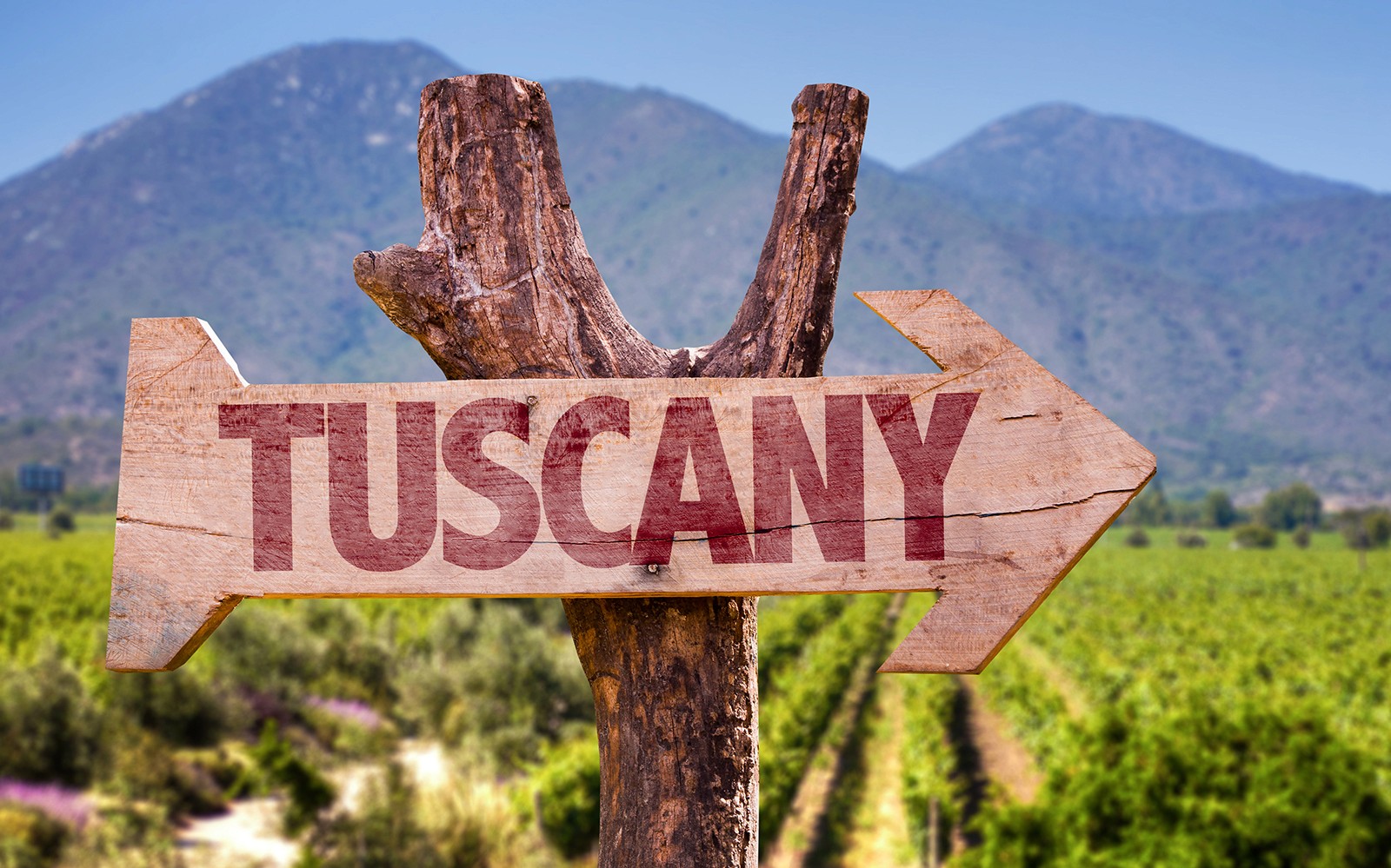 Tuscany Wine and Olive Oil Trail: Small-Group Tour From Florence — gallery 3