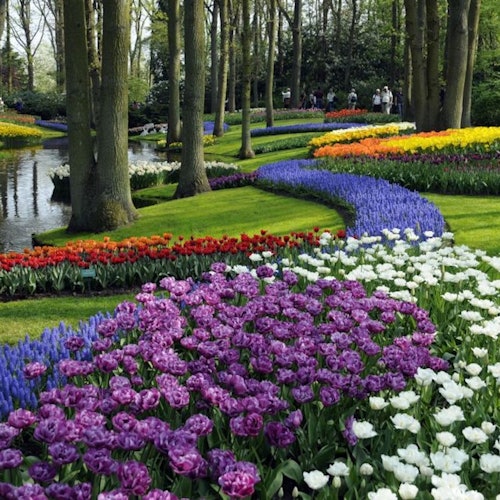 Keukenhof: Entry Ticket + Windmill Cruise + Transport