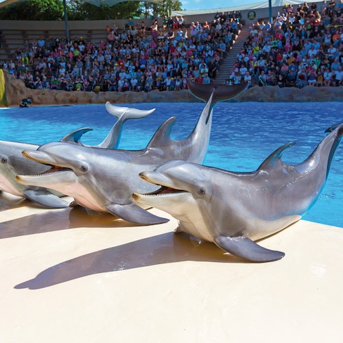 Siam Park & Loro Parque: Entry Ticket + Siam Park Transfer from North