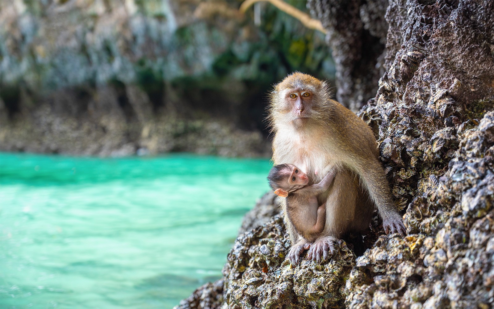 From Phuket: Phi Phi Island & Maya Bay Tour by Speedboat with Lunch & Hotel Transfers