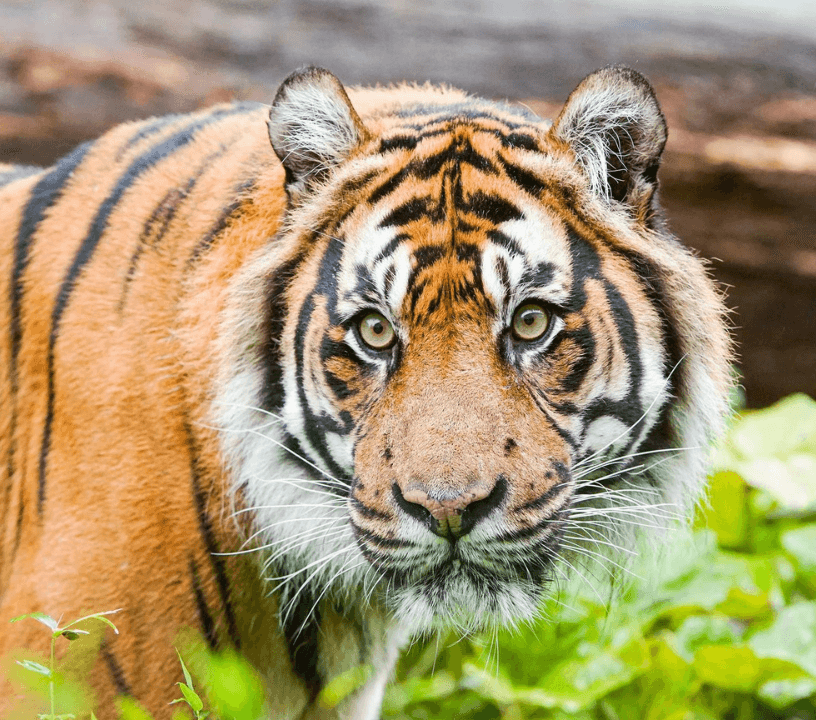 London Zoo Entrance Tickets
