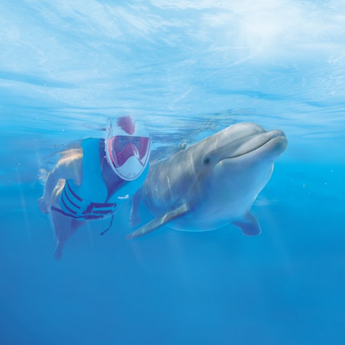 Delphinus Xcaret: Entry Ticket + Transfers + Swim with Dolphins — gallery 2