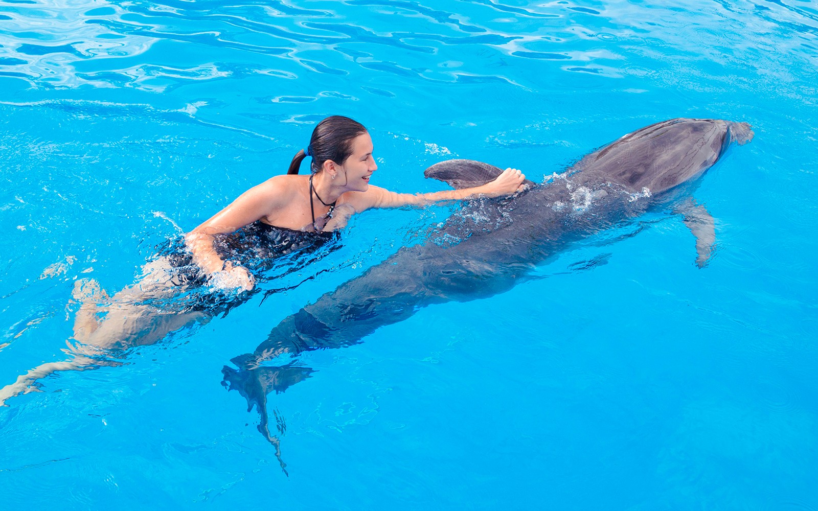 Dolphinarium Pattaya - Swim with Dolphins Experience — gallery 3