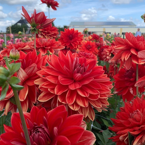 Bulb Region: Dahlia Gardens, Windmills & Castle Bike Tour — gallery 2