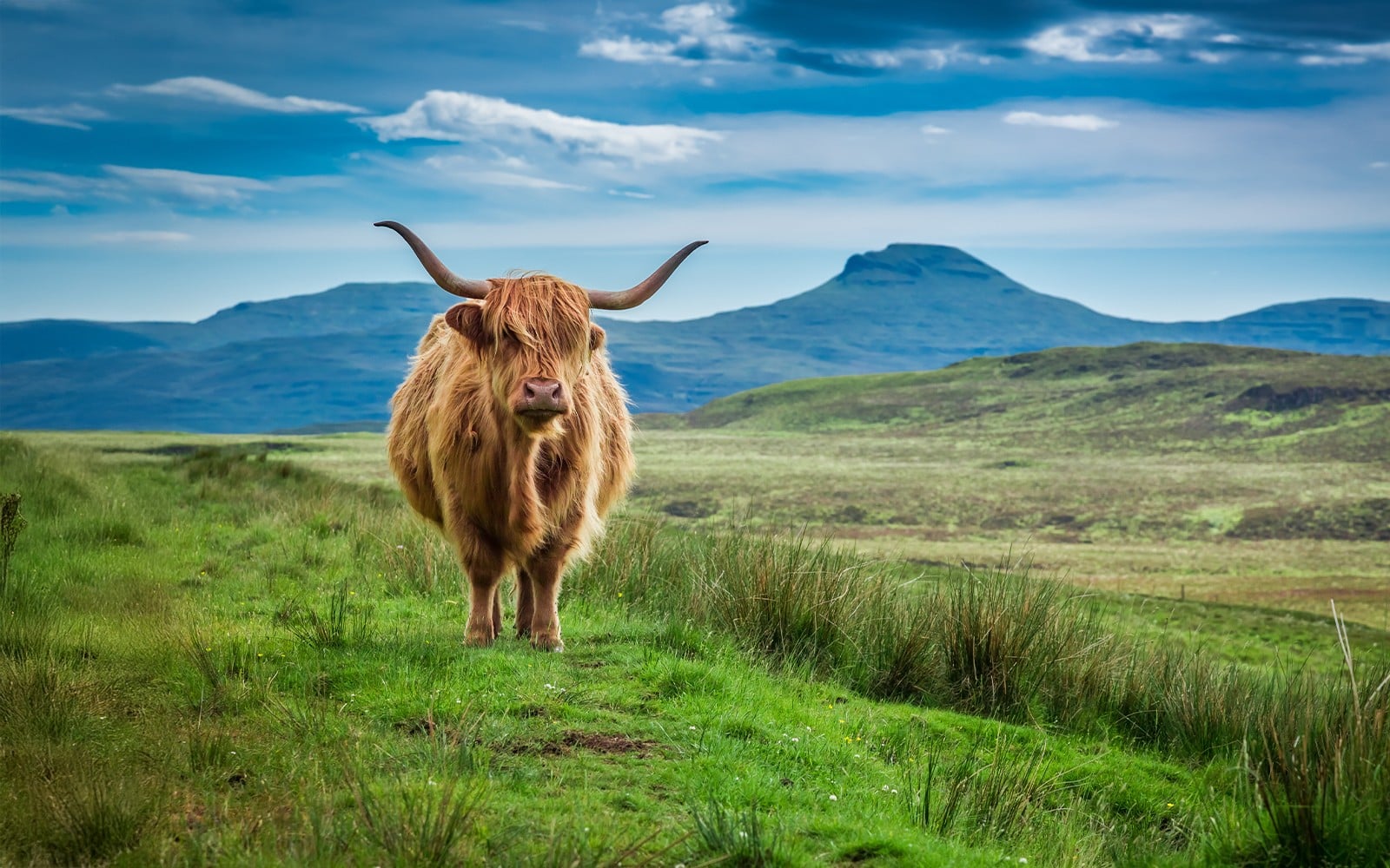 From Edinburgh: Loch Ness and The Highlands Day Trip with Lunch & Optional Cruise — portrait