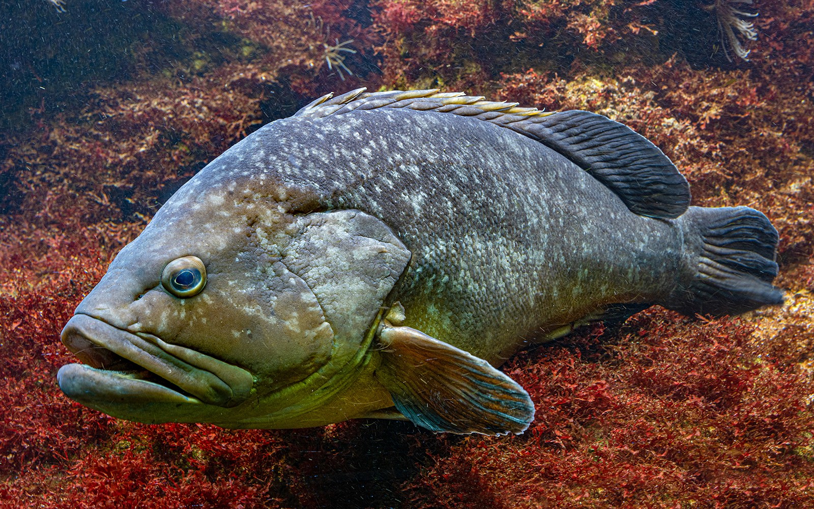 Barcelona Aquarium Skip-the-Line Tickets