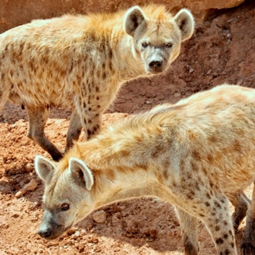Out of Africa Wildlife Park: Entry Ticket — gallery 2