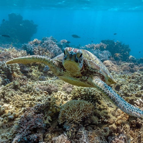 Frankland Islands Reef: Guided Day Cruise from Cairns + Snorkeling + Lunch — gallery 2