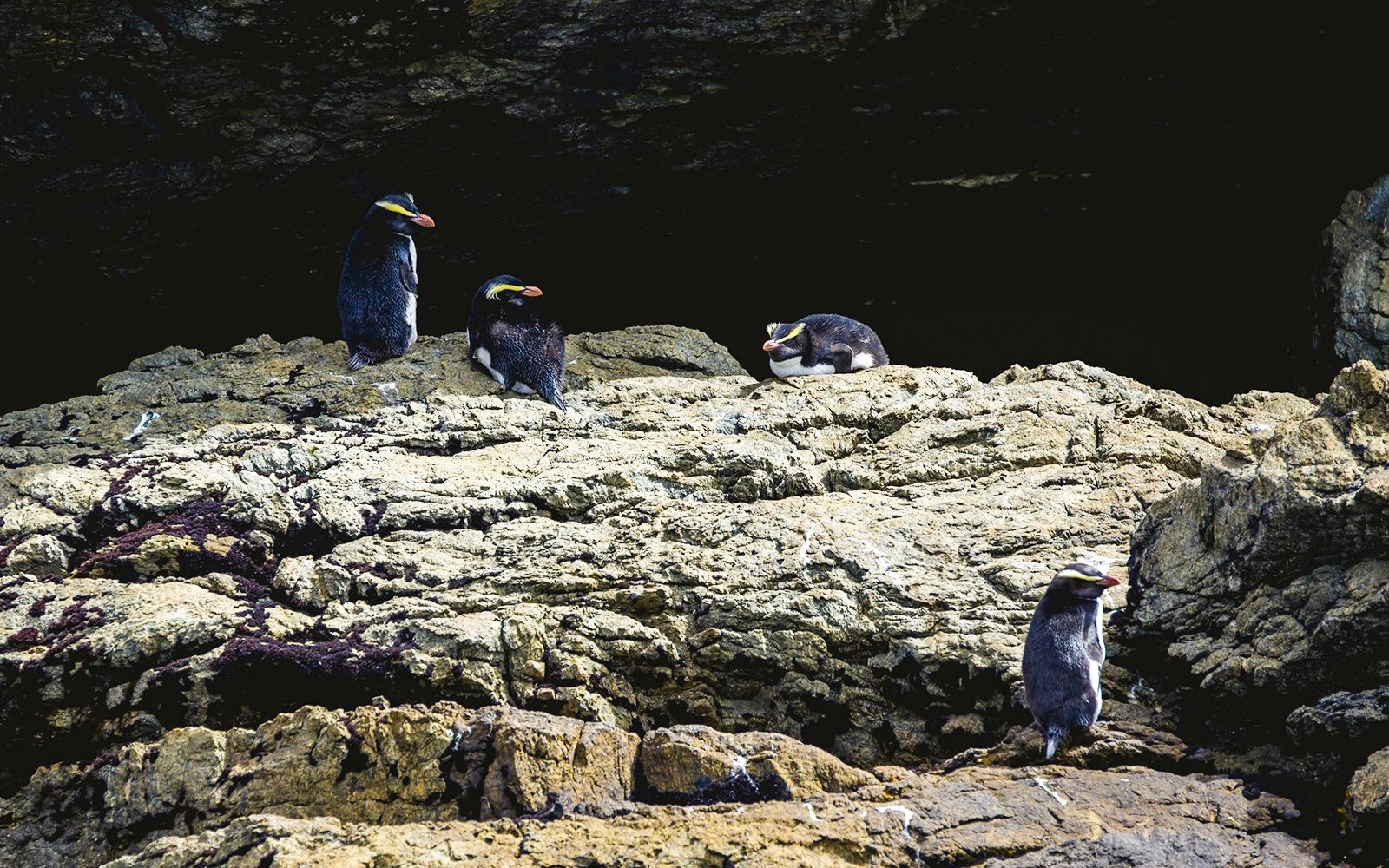 From Te Anau: Doubtful Sound Wilderness Cruise