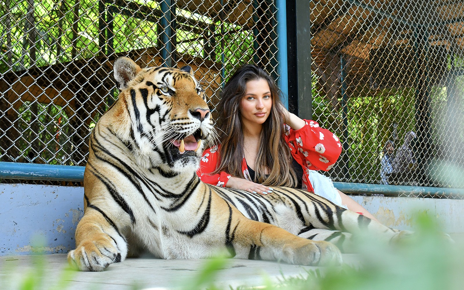 Tiger Park Tickets with Tiger Play Packages — gallery 1